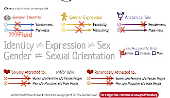 a yellow cartoon human figure with areas labeled: identity, attraction, expression, and sex