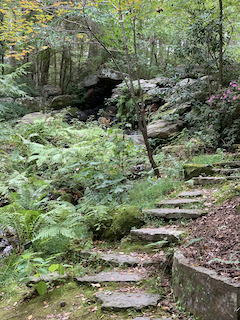 a stone path in a green, dense forest