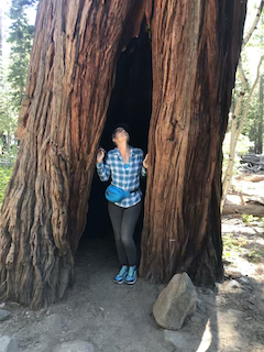 a person stands inside the cavity of a very large redwood tree