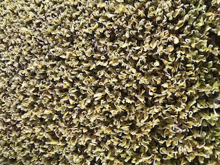 a green, plastic tray lined with new microgreen sprouts