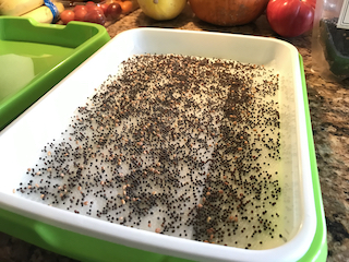 a green, plastic tray lined with wet paper towels and microgreen seeds