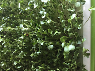 a green, plastic tray lined with mature microgreens