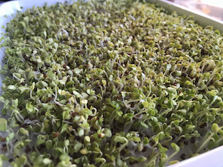 a green, plastic tray lined with two-day-old sprouts