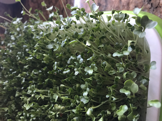 a close-up image of mature microgreen leaves