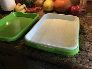 a green, plastic tray lined with wet paper towels