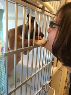 a woman greats a puppy in a kennel at an animal shelter