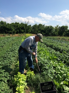 a man tends a vegetable garden