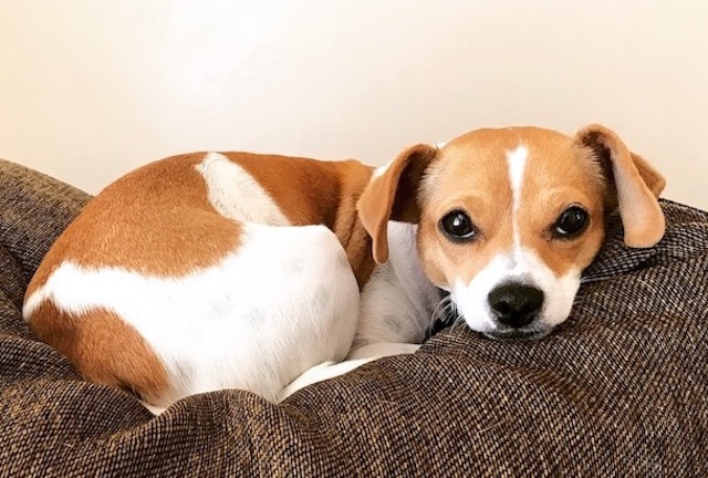 Winky the dog sitting on the back of a couch